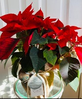 Custom Roots Poinsettia - Designer's Choice 