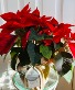 Custom Roots Poinsettia - Designer's Choice 