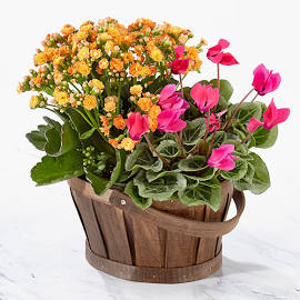 Custom spring plant duo