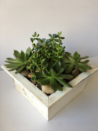 Custom Succulent Arrangement