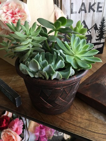 Custom Succulent Garden