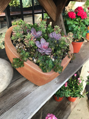 Designers Choice Succulent Gardens Potted Plant in King City, CA | THE GARDEN HOUSE Designers Choice Succulent Gardens Potted Plant in King City, CA | THE GARDEN HOUSE