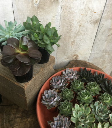 Custom Succulent planters Available at various price points