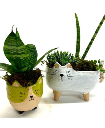 Cute Cat Planters with Real Succulents 