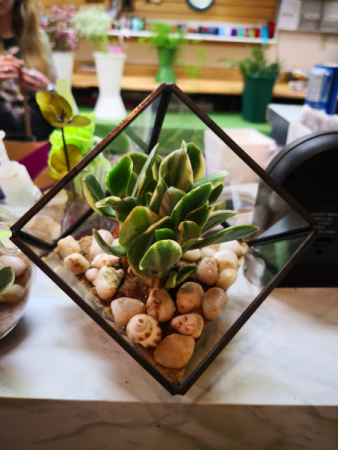 cute plant