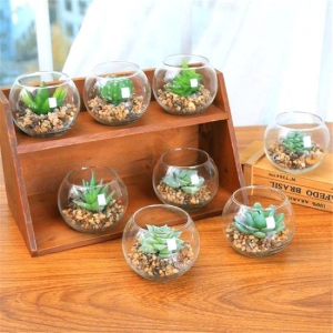 Cute single succulent Garden Arrangement in Lexington, NC | RAE'S NORTH POINT FLORIST INC. Cute single succulent Garden Arrangement in Lexington, NC | RAE'S NORTH POINT FLORIST INC.