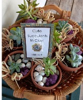 Cute Succulents in Clay Live Plant