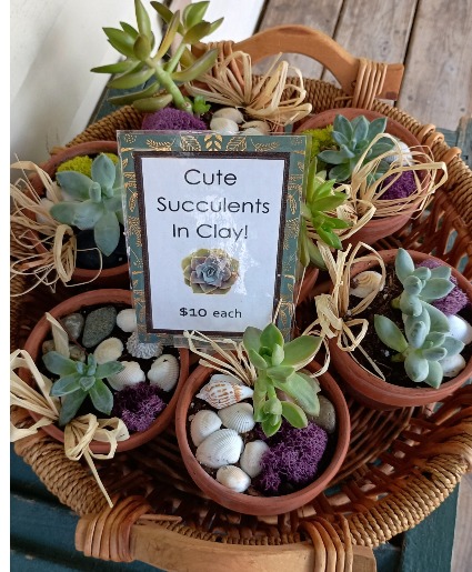 Cute Succulents in Clay Live Plant