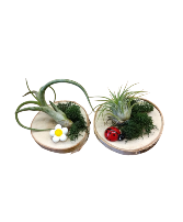 Cutie Air Plants plants