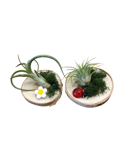 Cutie Air Plants plants