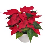 Cutie Poinsettia  plant