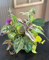 Cuttings Bouquet Designe's Choice
