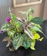 Cuttings Bouquet Designe's Choice