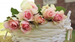 Designer's Choice Fresh Flowers 20% OFF in Miami, FL | FLOWERTOPIA Designer's Choice Fresh Flowers 20% OFF in Miami, FL | FLOWERTOPIA