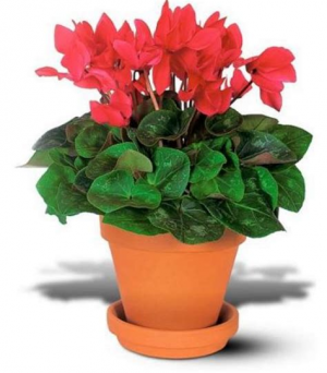 Cyclamen Blooming Plant in Cherokee, IA | Blooming House Cyclamen Blooming Plant in Cherokee, IA | Blooming House