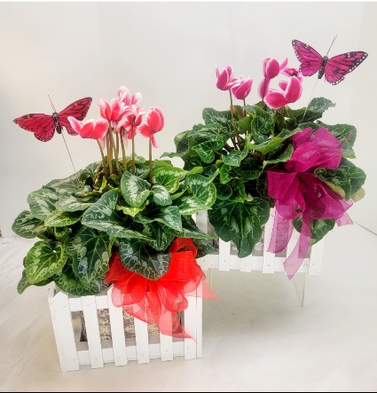 Cyclamen Butterfly Garden