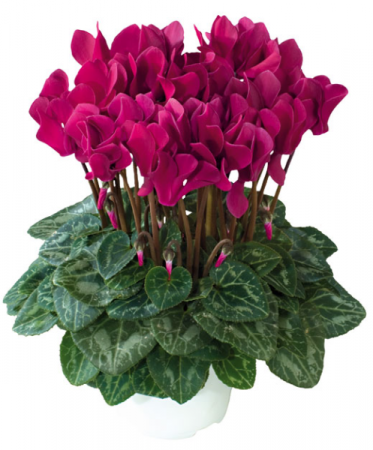 Cyclamen color may vary