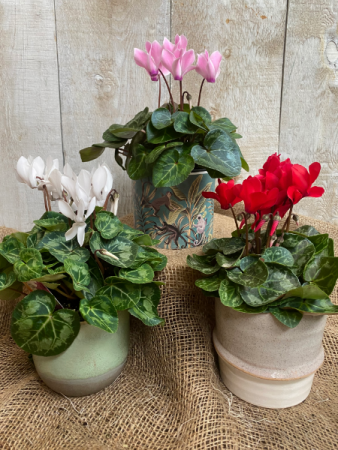 Cyclamen in decorative pots plant