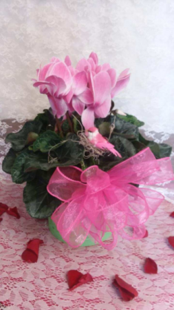 Cyclamen Pink