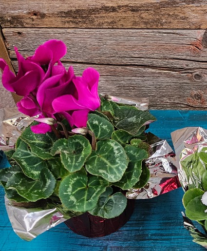 Cyclamen Plant