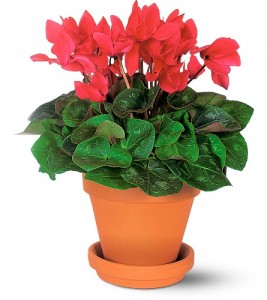 Cyclamen Plant blooming plant