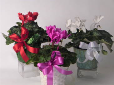 Cyclamen Plant Blooming plant in Kensington, CT | BRIERLEY-JOHNSON THE FLORIST