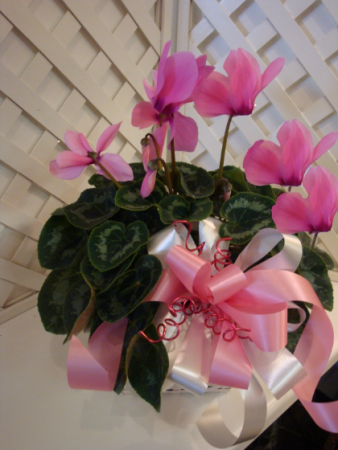 Cyclamen Plant Blooming Plant