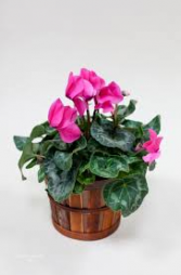 cyclamen plant blooming plant