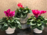 Cyclamen Plant Cyclamen Plant