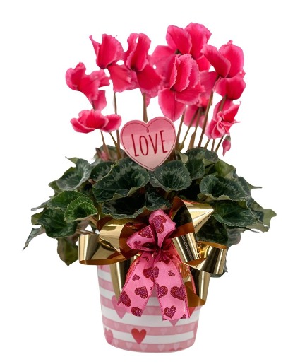 Cyclamen Plant Plant