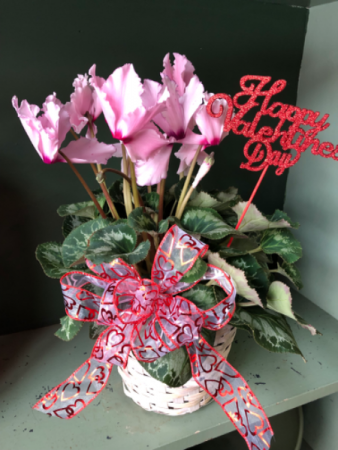 Cyclamen plant Valentines