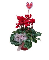 Cyclamen Plant Valentine's Day flowers