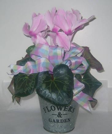 CYCLAMEN PLANTER Blooming Plant