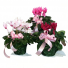 Cyclamen  Plant