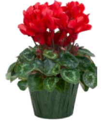 Cyclamen FUNDRAISER