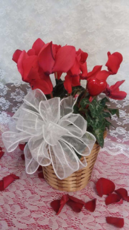 Cyclamen Red