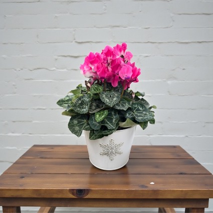 Cyclamen & Snowflakes  