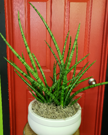 Cylindrical Snake Plant House Plant - Currently In Stock