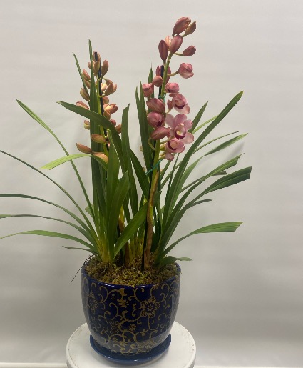 Cymbidium Orchard Plants 