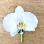 Phalaenopsis Orchid Boutonniere 