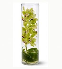 Cymbidium Orchid Cylindrical Glass Vase Approx 19 In Oakdale Ny