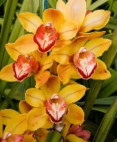 Cymbidium Orchid Designer choice