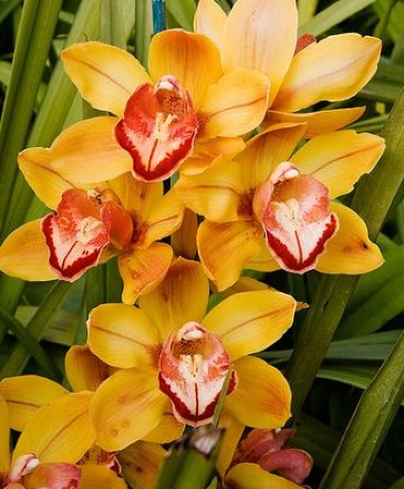 Cymbidium Orchid Designer choice in Balsam Lake, WI | BALSAM LAKE PRO-LAWN INC.