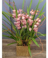 Cymbidium Orchid *Limited Product*