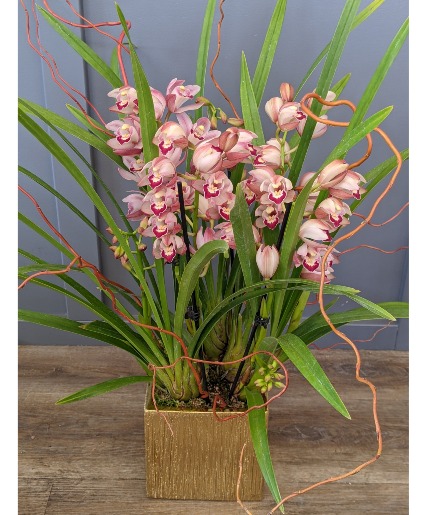 Cymbidium Orchid *Limited Product*