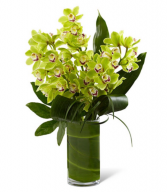 Cymbidium Orchid Luxury 