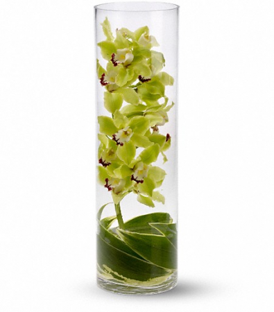 Cymbidium Orchid Modern/Tropical Designs
