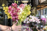 Cymbidium Orchids Cymbidium Orchids