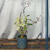 Cymbidium  Plant