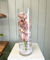 Cymbidium Serenity 